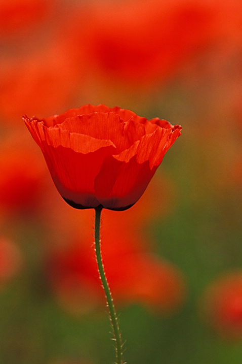 Common Red Poppy, Italy