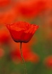 Common Red Poppy,...