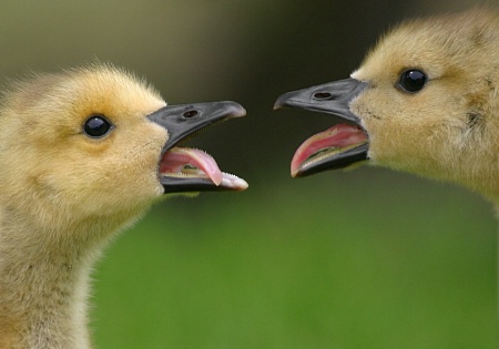 Gooseberries