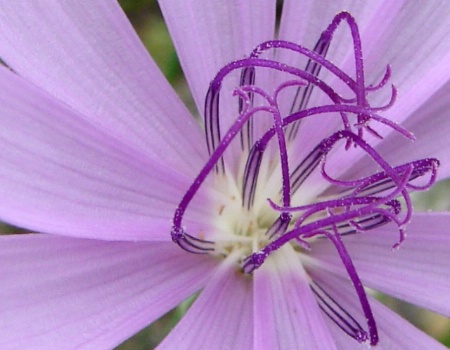 Purple Beauty