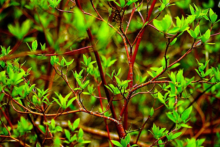 Red and green