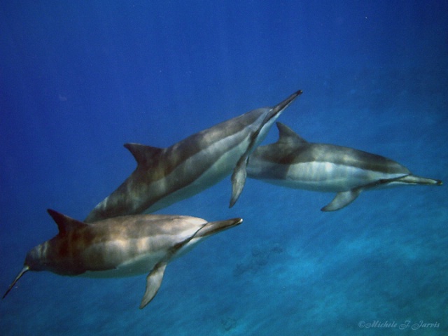 Spinner  Dolphin Trio