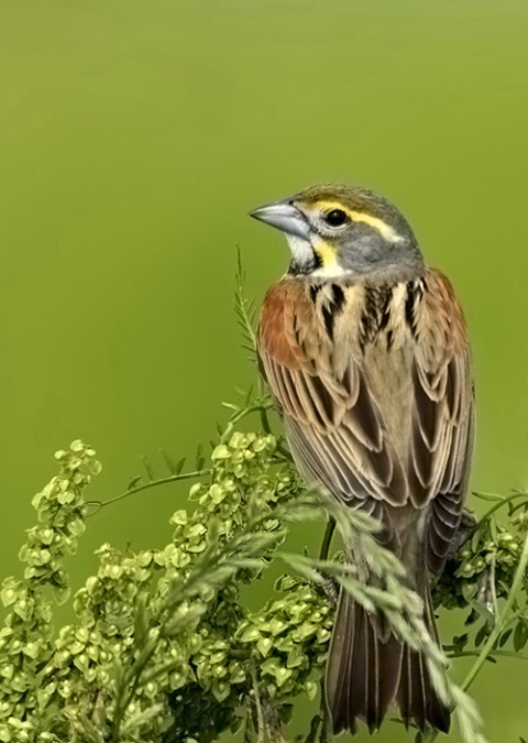 Dickcissel