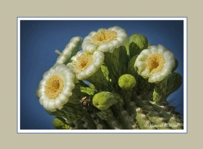 Saguaro Bloom- Sonoran Desert Arizona