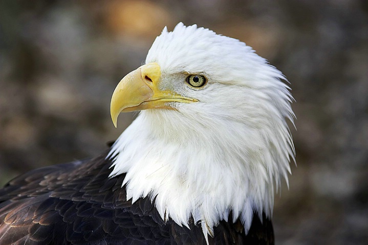 American Bald Eagle 3