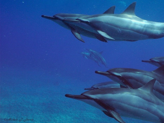Hawaiian Spinner Dolphin Friends