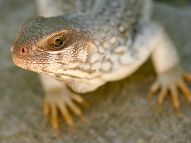 Lizard Profile