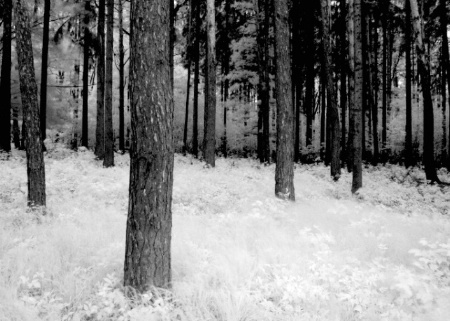 Forest Floor in Early Spring (Infrared)