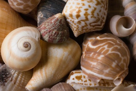 Shells of the sea