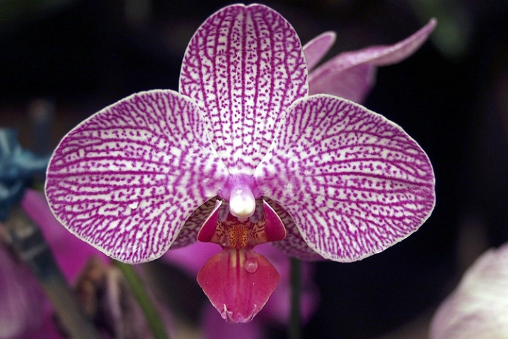 Candy Stripe Phalenopsis