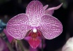 Candy Stripe Phal...