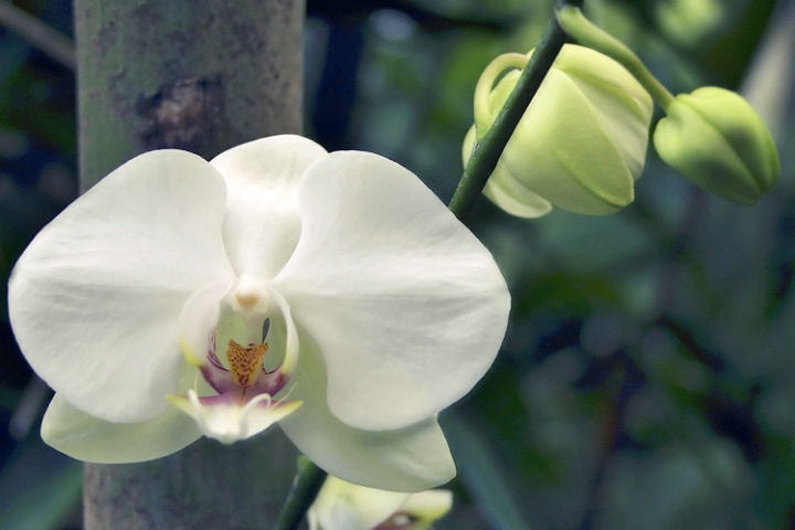 White form Phalenopsis