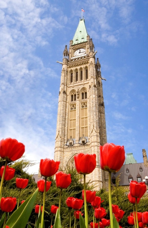 Tulips and Parliament