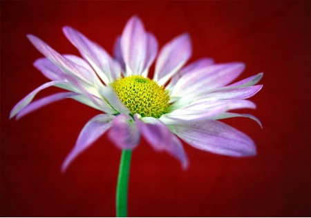 Petal Profile