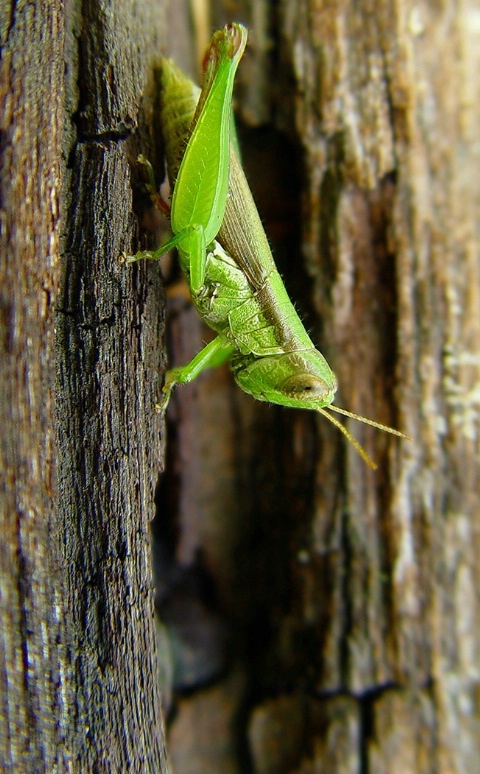 Grasshoper # 2