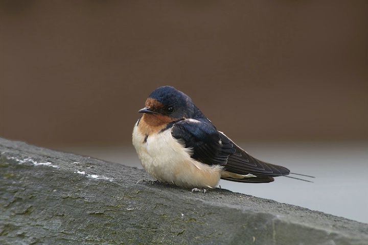 Barn Swallow