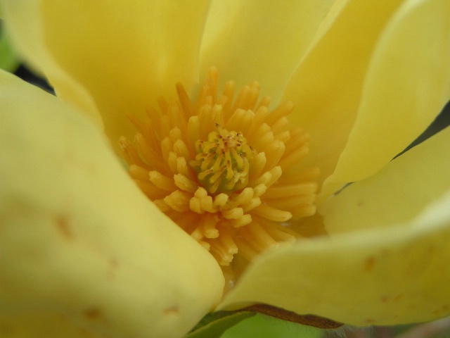 Buttered Magnolia