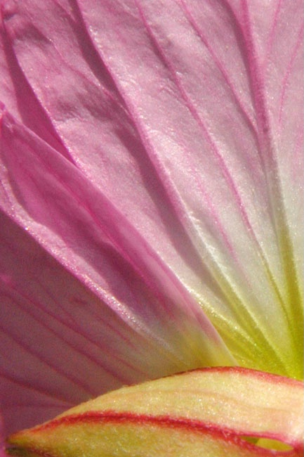 Evening Primrose from Behind