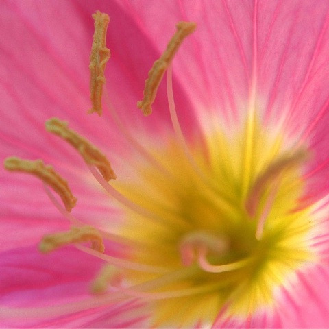 Evening Primrose Swirl