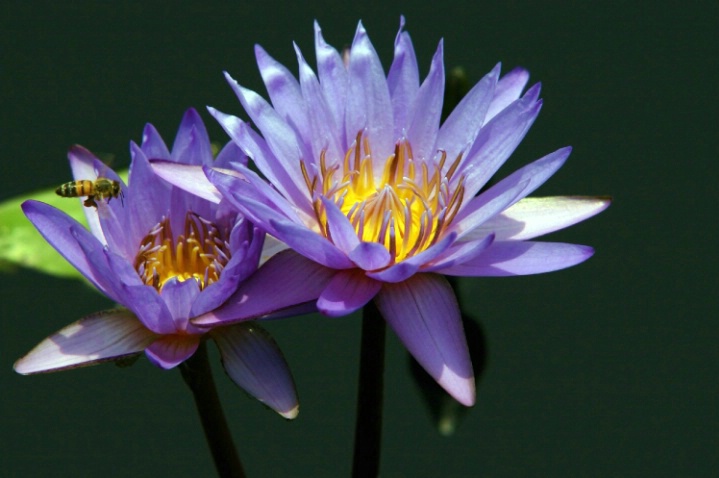 Water Lily H06