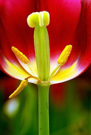 Naked Tulip