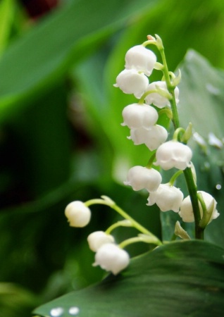White drop flowers. 