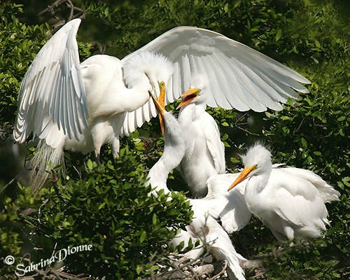Great Egret Feeding Young