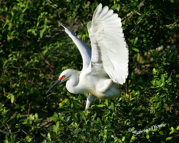 Snowy Egret