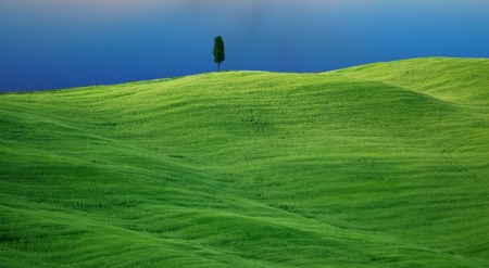 Pienza, Tree on Hill