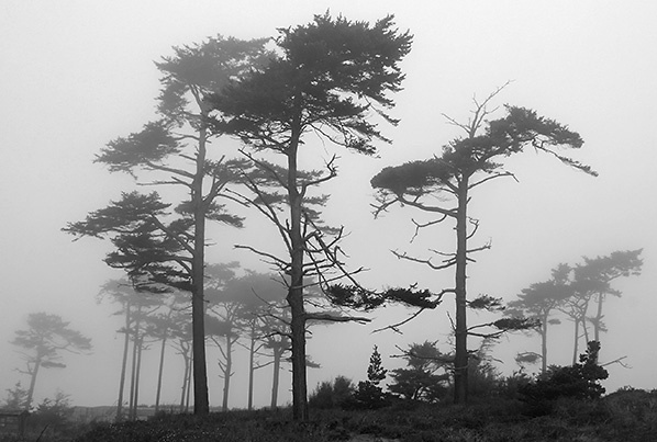 Trees of the Mist