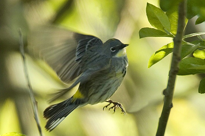 Yellow Rumped Warbler Flying in Tight Quarter - ID: 2132197 © John Tubbs