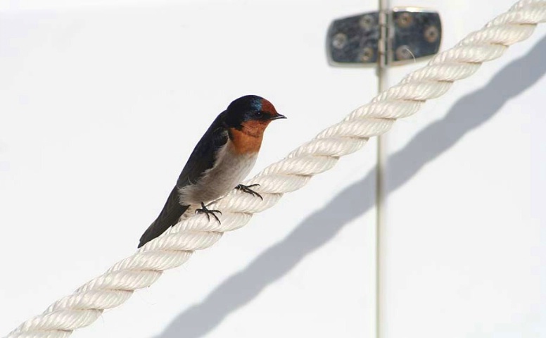 Little Swallow On The Rope