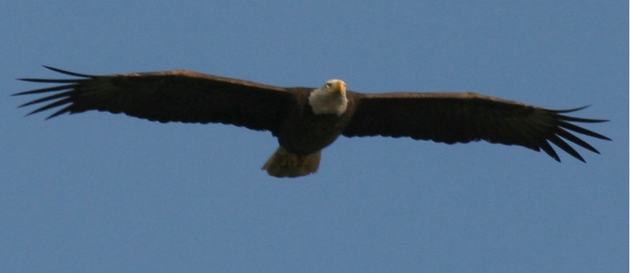 Eagle over Lochloosa