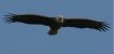 Eagle over Lochlo...