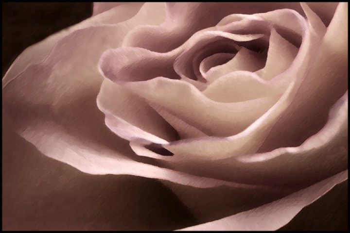 Painted rose