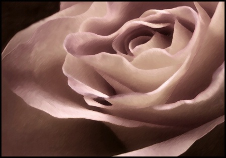 Painted rose