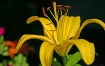 Lilly of Yellow