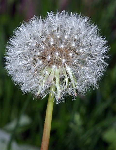 A burst of White