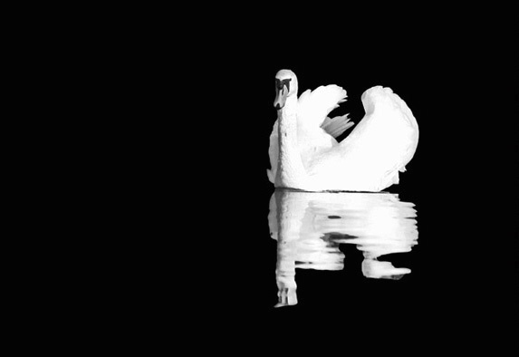 Black and White Swan