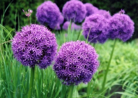 Allium in Purple
