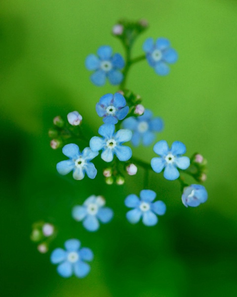 Floral Blue on Green II