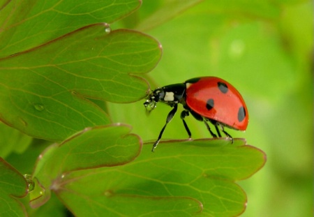 Ladybird in a green world 