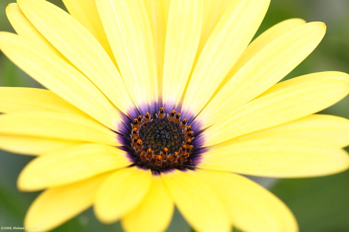 Osteospermum 'Flowerpower Pineapple Blush'