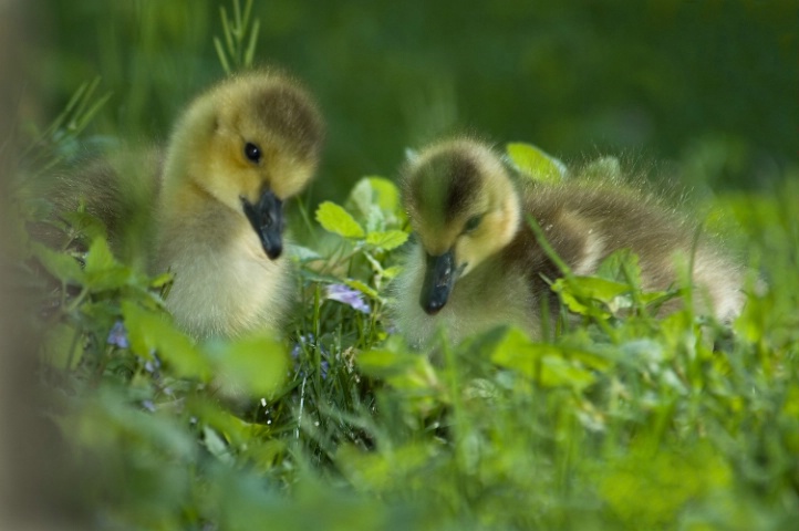 Goslings