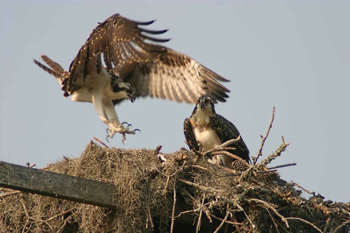 Ospreys - Learning to Fly