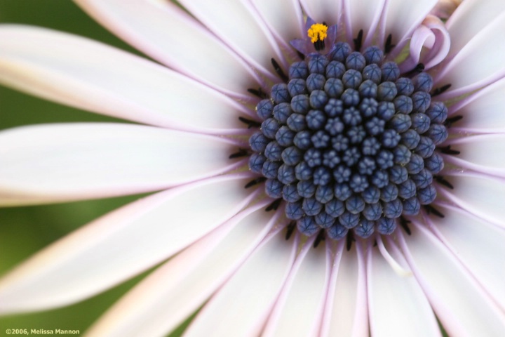 'Flowerpower Purple'