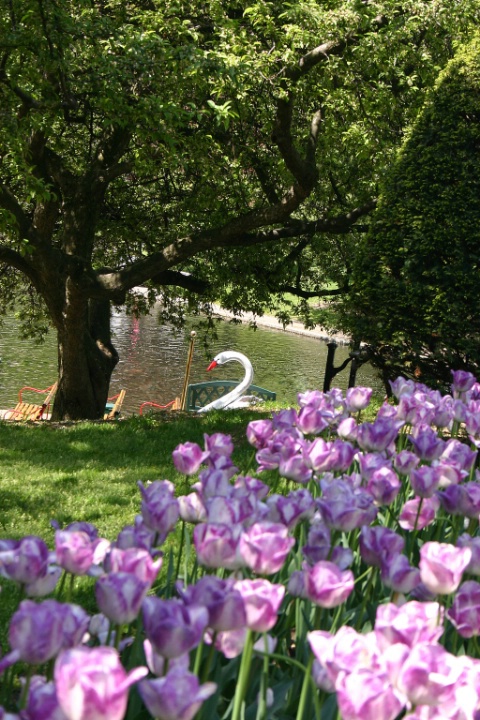 Swanboats in Boston