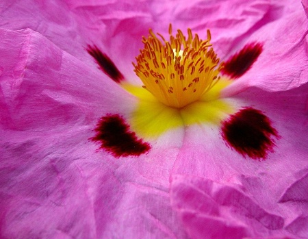 Cistus Purpureus