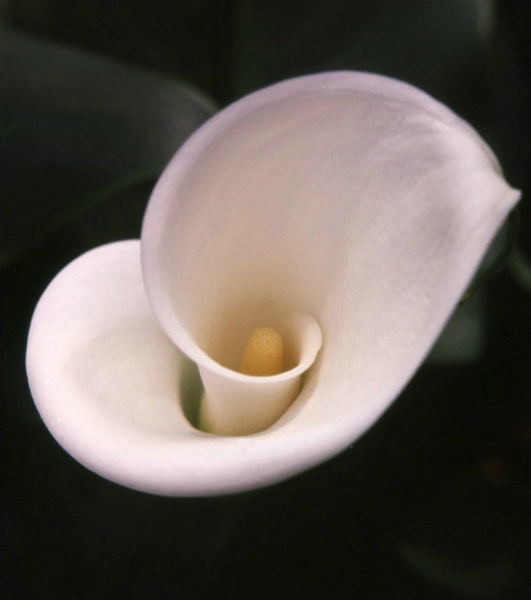 Calla Lily - 1979 - ID: 2144996 © Patricia A. Casey