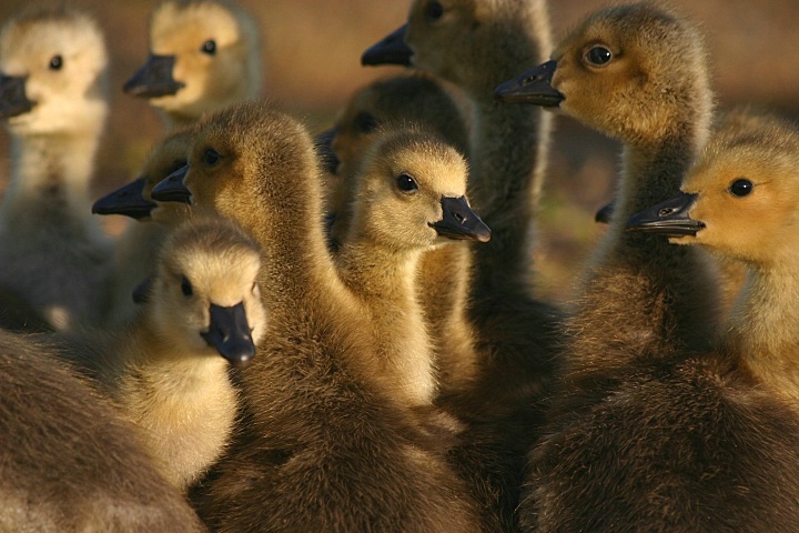 The Gaggle